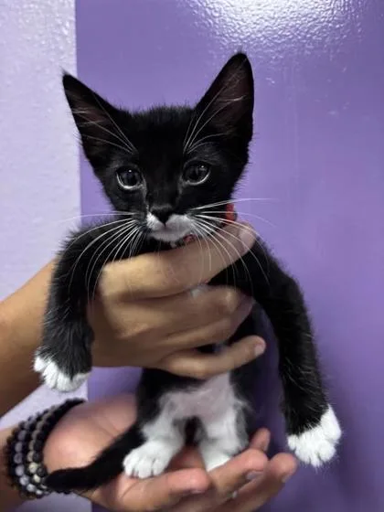 A baby small-sized female Domestic Short Hair cat named 61673967 for adoption in El Paso, TX