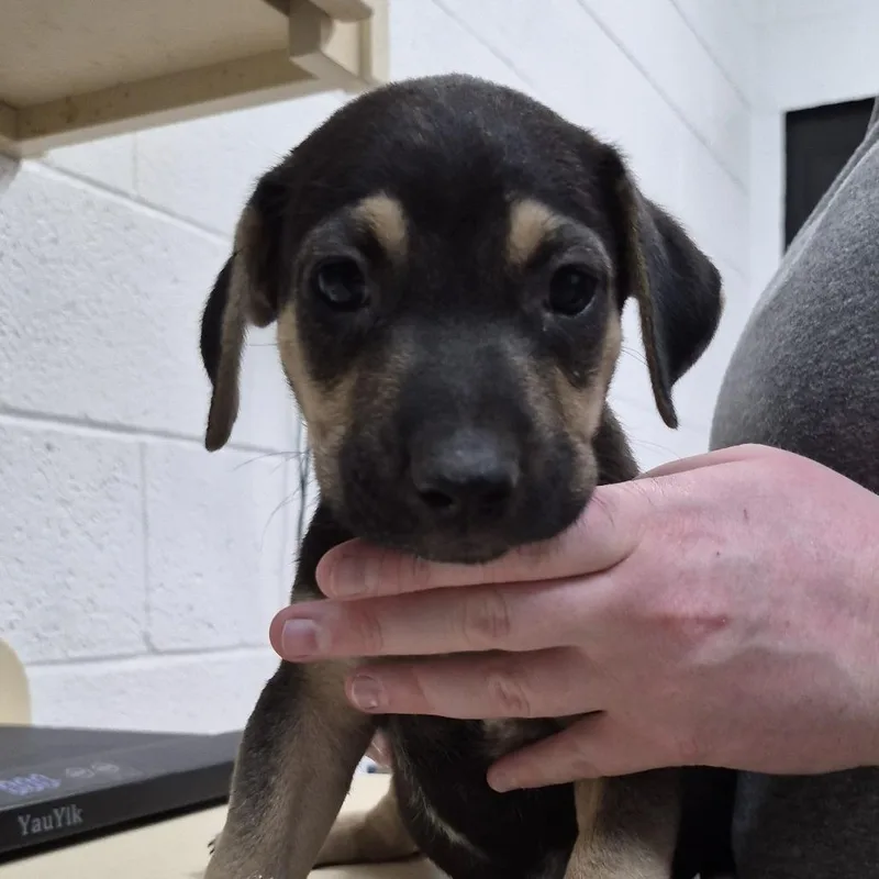 A baby small-sized male Black Mixed Breed dog named Butchy for adoption in Ardmore, OK
