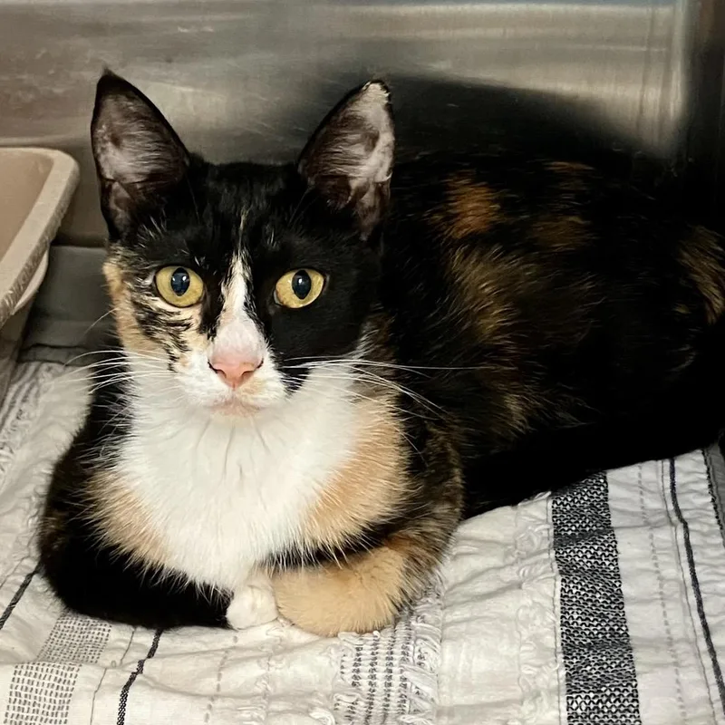 A young medium-sized female Calico Domestic Short Hair cat named Peach for adoption in Port Charlotte, FL