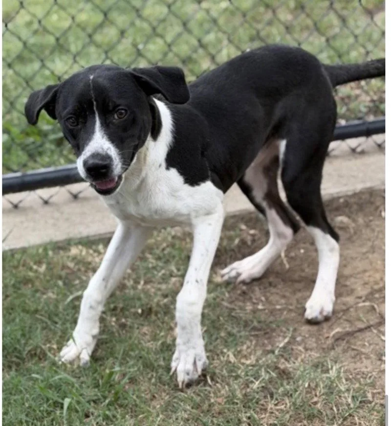 A young medium-sized male Pointer dog named Ranger for adoption in Bloomfield, CT