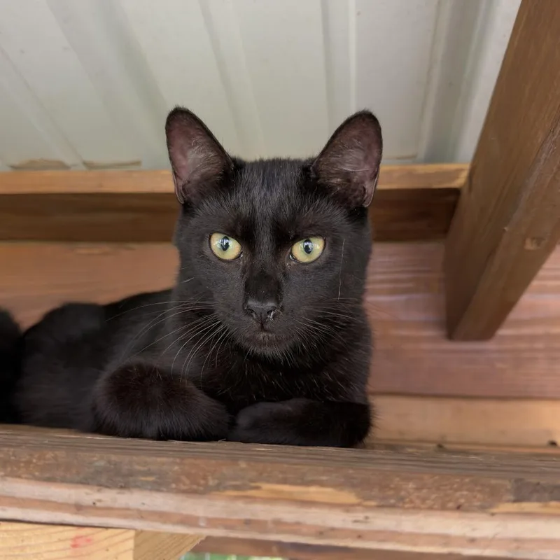 A baby small-sized male Black Domestic Short Hair cat named Gomez for adoption in Birmingham, AL