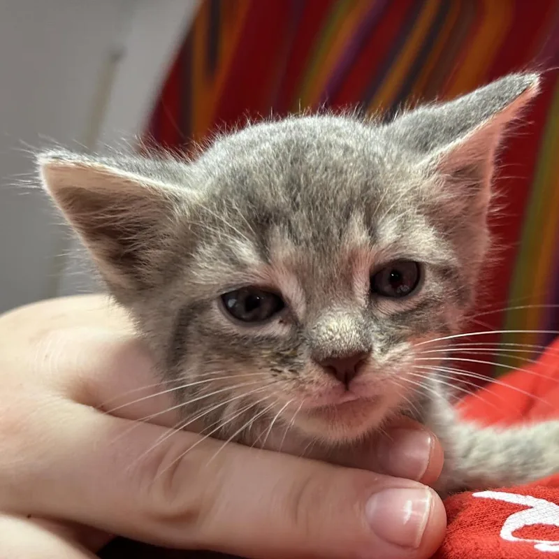 A baby small-sized male Gray / Blue / Silver Domestic Short Hair cat named Marty for adoption in Leander, TX