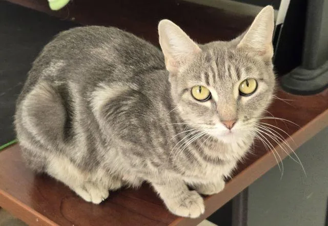 A young small-sized female Domestic Short Hair cat named Annie Lennox for adoption in Tucson, AZ