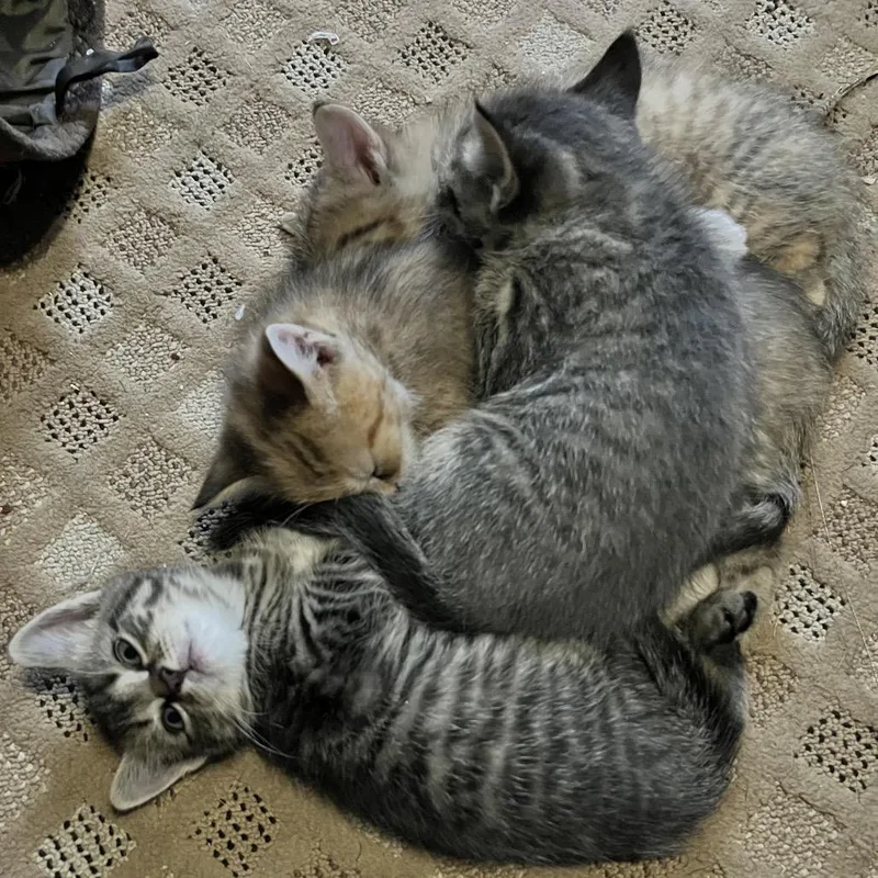 A baby small-sized male Gray / Blue / Silver Domestic Short Hair cat named Panda Bear for adoption in Wakefield, MA