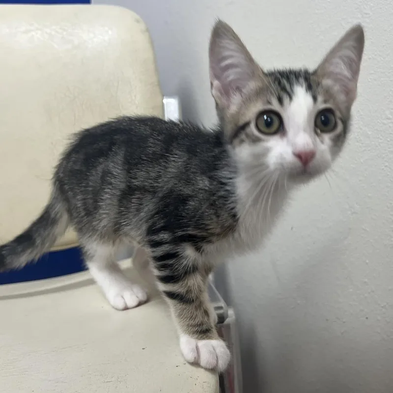 A baby small-sized female Brown / Chocolate Domestic Short Hair cat named Echo for adoption in Los Angeles, CA