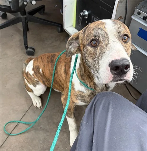 An adult large-sized male Mixed Breed dog named Chicken for adoption in Dallas, TX