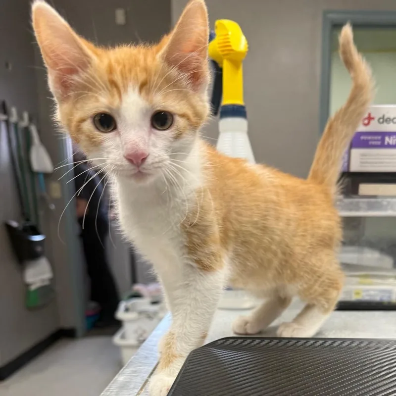 A baby small-sized male Orange / Red Domestic Short Hair cat named Mini Georgie for adoption in Spokane, WA