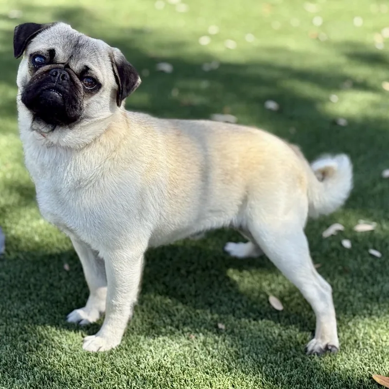 Drumstick: I Like Chickens thumbnail 3