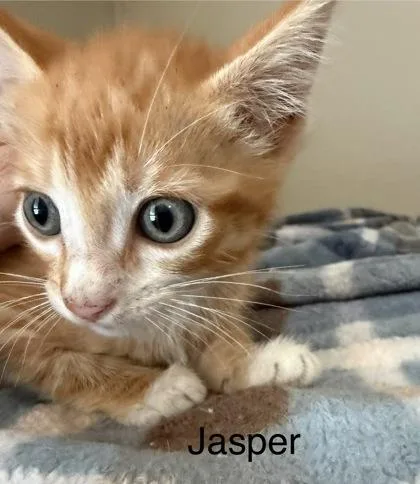 A young small-sized male Domestic Short Hair cat named Jasper for adoption in River Ridge, LA