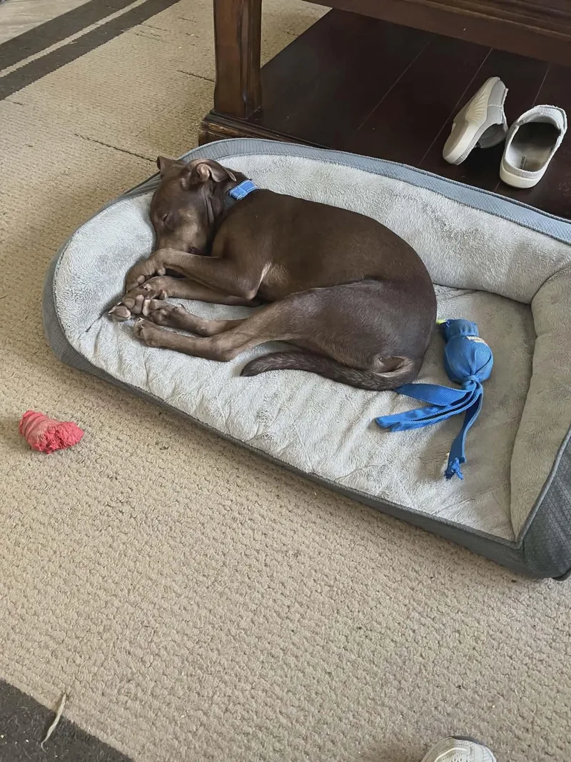 A baby medium-sized male Labrador Retriever dog named Travers for adoption in St. Louis, MO