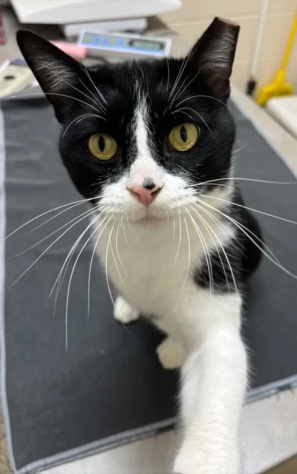 An adult medium-sized male Domestic Short Hair cat named Big Boy for adoption in Westland, MI