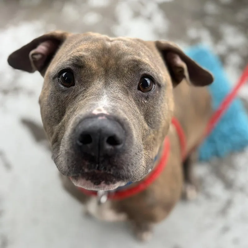 A young large-sized female Terrier dog named Vi for adoption in North Syracuse, NY