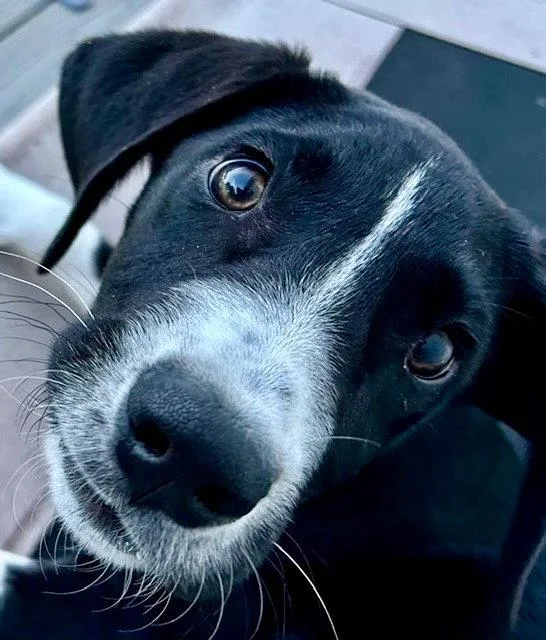 A baby large-sized male Great Dane dog named Zeus for adoption in Bloomfield, CT