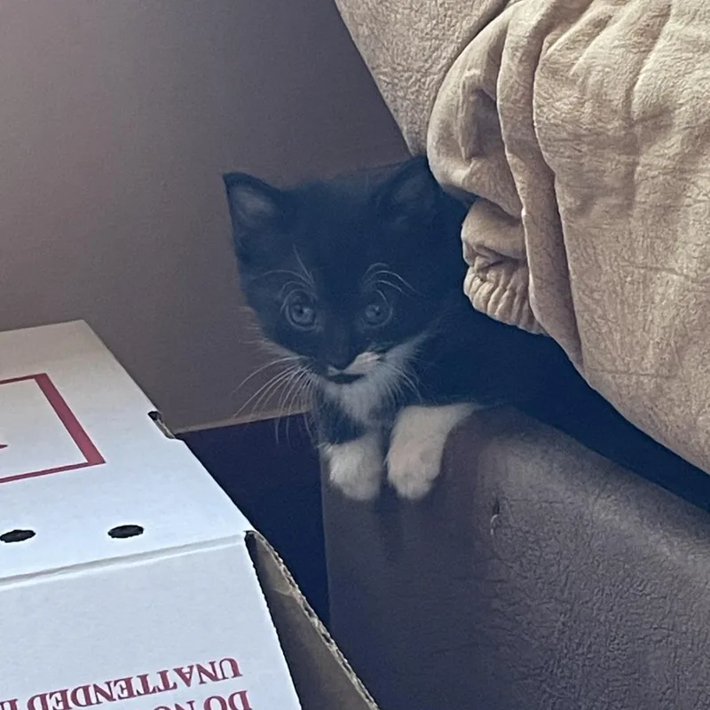 A baby small-sized female Black Domestic Short Hair cat named Gooseberry for adoption in Baltimore, MD