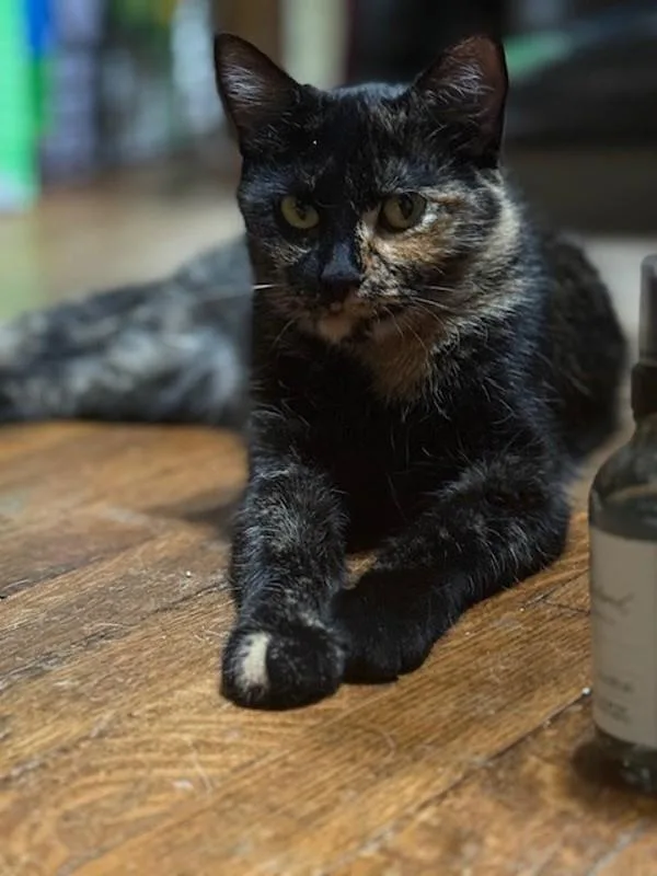 An adult medium-sized female Domestic Short Hair cat named Nosa for adoption in Des Moines, IA