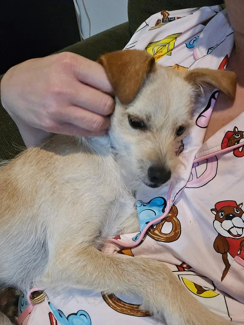 A baby small-sized male Jack Russell Terrier dog named Rascal for adoption in Fort Wayne, IN