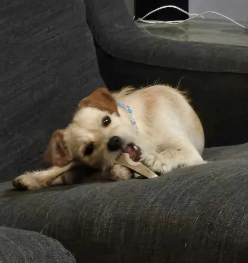 Rascal thumbnail 3