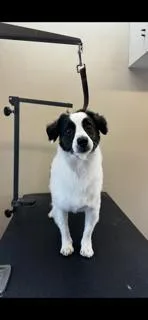 Spartacus Aka Asparagus thumbnail 4