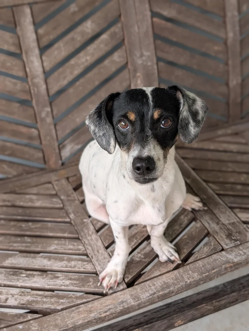 An adult small-sized female Black Dachshund dog named Lady for adoption in Baton Rouge, LA