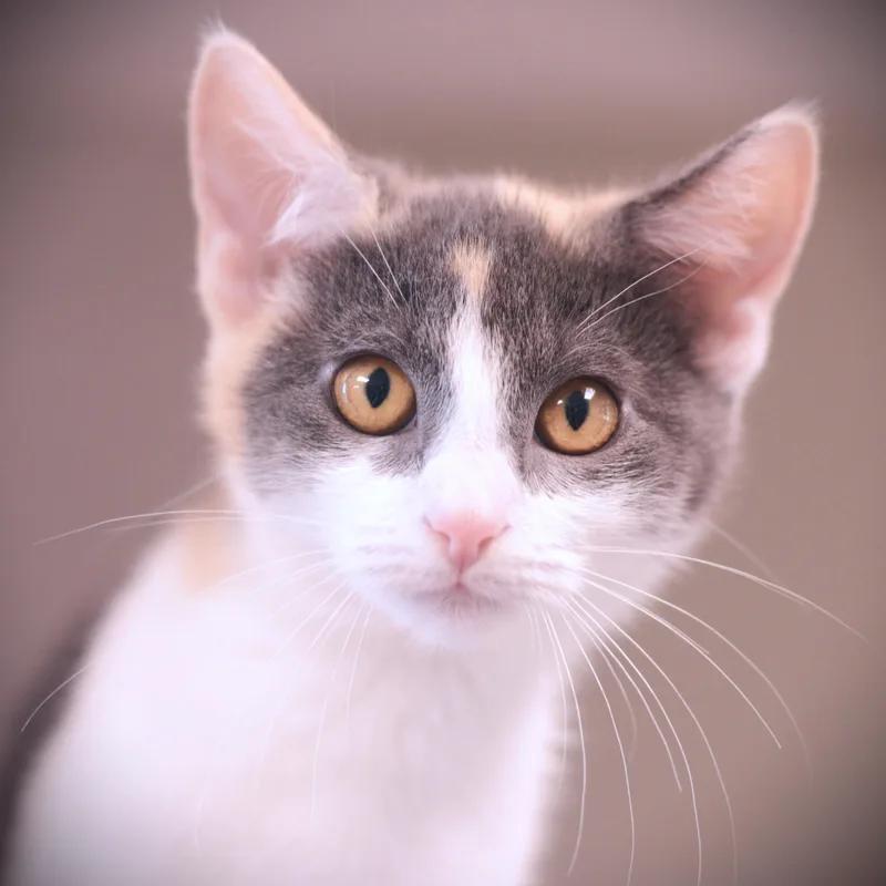 A baby medium-sized female Dilute Calico Domestic Short Hair cat named Regina for adoption in Amsterdam, NY