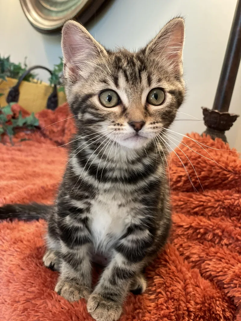 A baby medium-sized female Tabby (Brown / Chocolate) Tabby cat named Jasmine for adoption in Taylor, MI