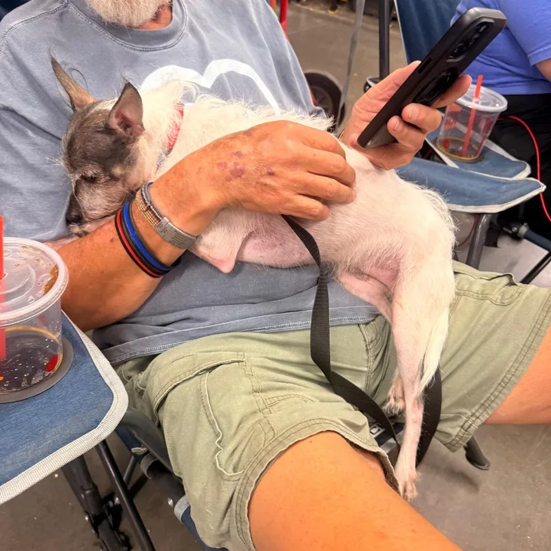 An adult small-sized male White / Cream Wirehaired Terrier dog named Opie for adoption in Pittsburg, KS