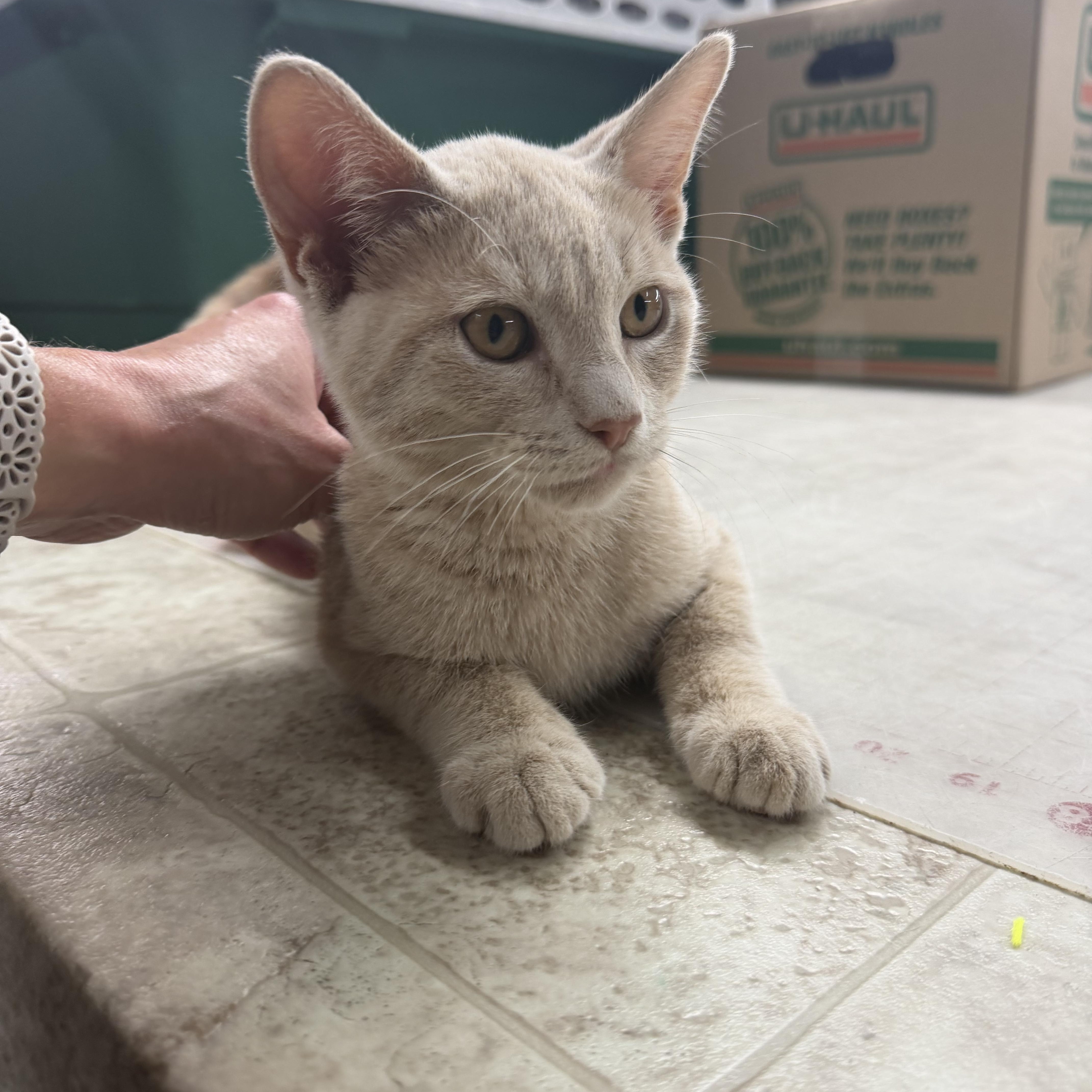 A young small-sized male Buff & White Domestic Short Hair cat named Pork Chop for adoption in Mauston, WI