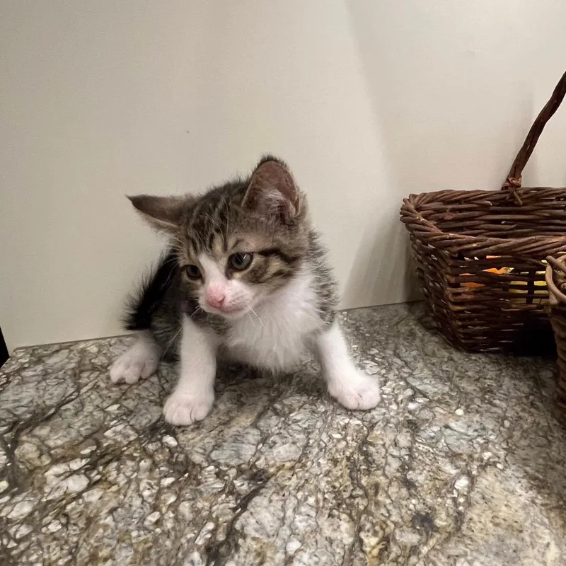 A baby small-sized male Brown / Chocolate Domestic Short Hair cat named Uno for adoption in Overland Park, KS