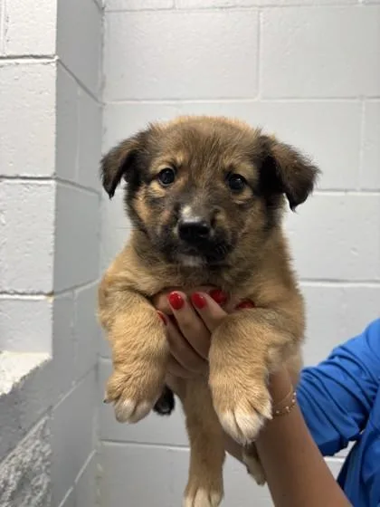 A baby large-sized female Brown / Chocolate Mixed Breed dog named Luna Moth for adoption in Lafayette, IN