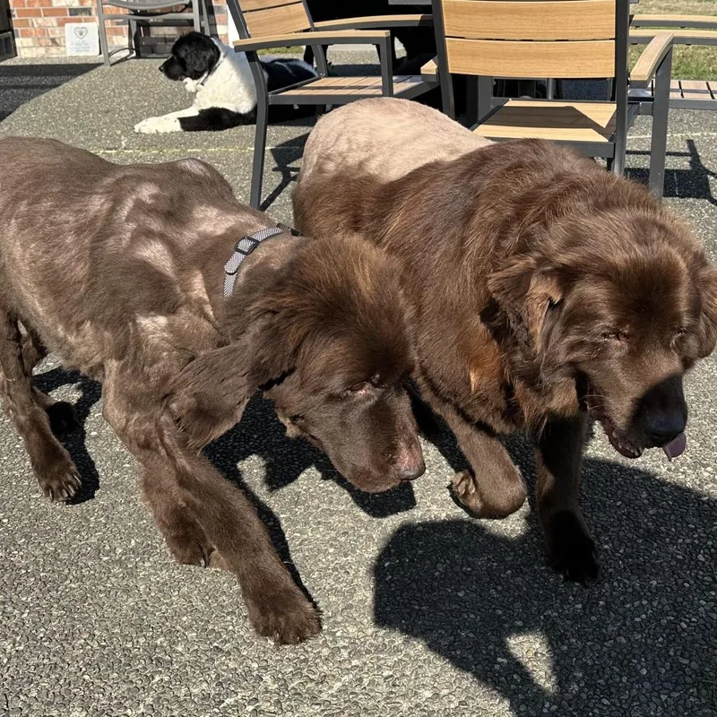 A senior large-sized female Brown / Chocolate Newfoundland Dog dog named Tilly for adoption in Bellingham, WA