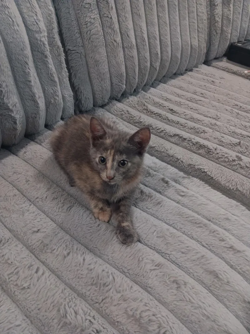A baby medium-sized female Dilute Calico cat named Ruby for adoption in Fort Myers, FL