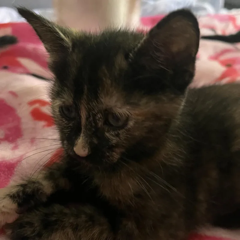 A baby small-sized female Tortoiseshell Domestic Short Hair cat named Tiffany for adoption in Inman, SC