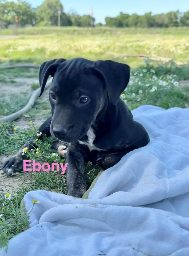 A baby medium-sized female Labrador Retriever dog named Ebony for adoption in Manchester, CT