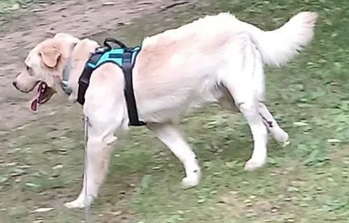 An adult medium-sized male Yellow Labrador Retriever dog named Arthur for adoption in Killingworth, CT