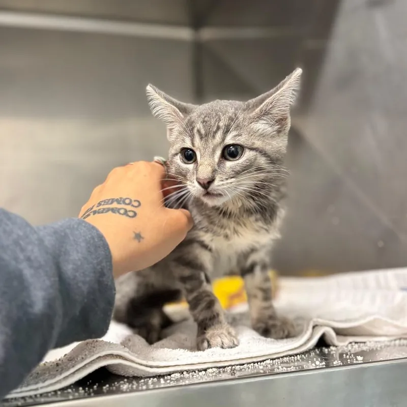 A baby small-sized male Gray / Blue / Silver Domestic Short Hair cat named Copy for adoption in Nashville, IN