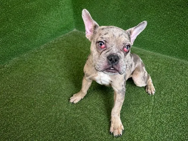 A baby small-sized female French Bulldog dog named Mya for adoption in Lancaster, CA