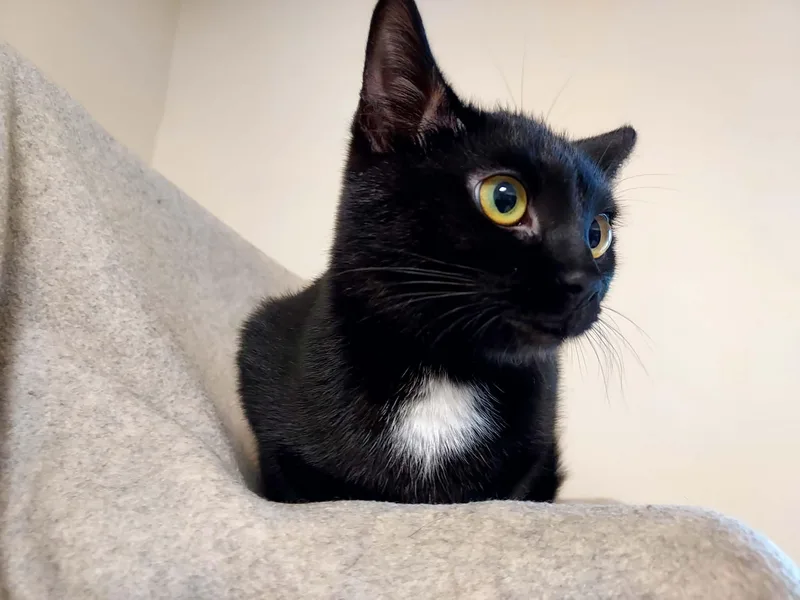 A baby medium-sized female Domestic Short Hair cat named Coleen for adoption in Falls Creek, PA