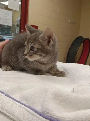 A baby small-sized female Domestic Short Hair cat named Shirley for adoption in Independence, MO