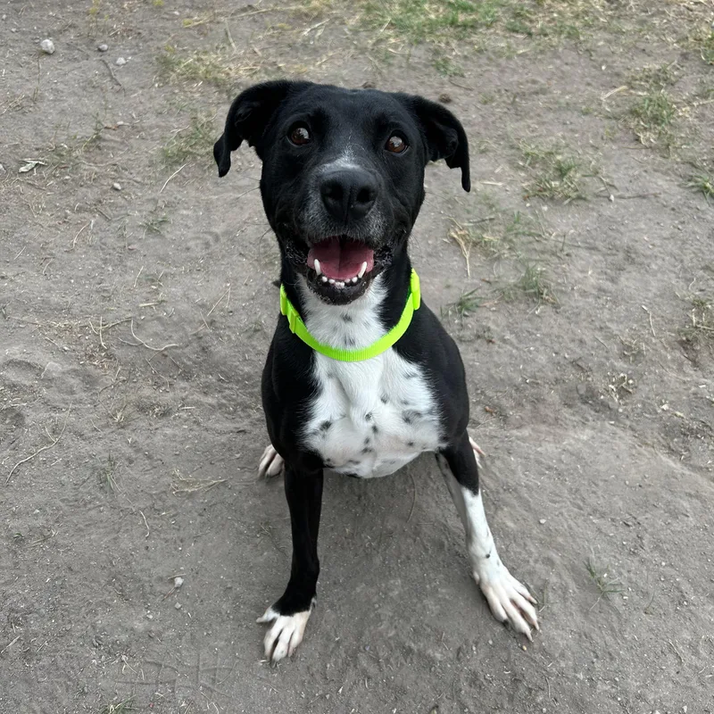 An adult large-sized male Black Labrador Retriever dog named Dante for adoption in Lindon, UT