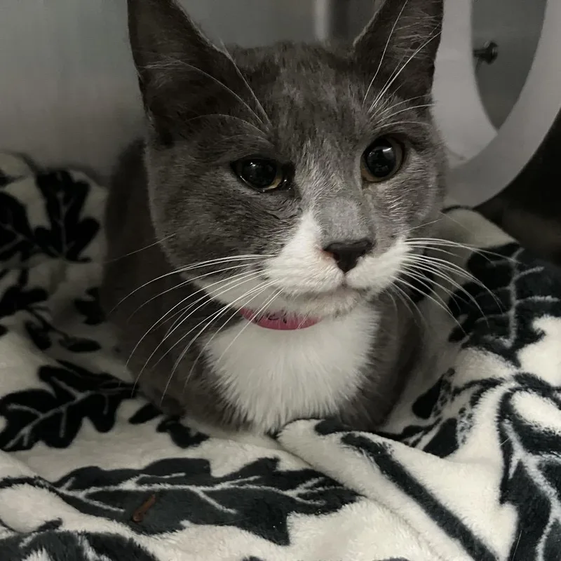 A young medium-sized female Gray / Blue / Silver Domestic Short Hair cat named Crumpet for adoption in Lakeland, FL