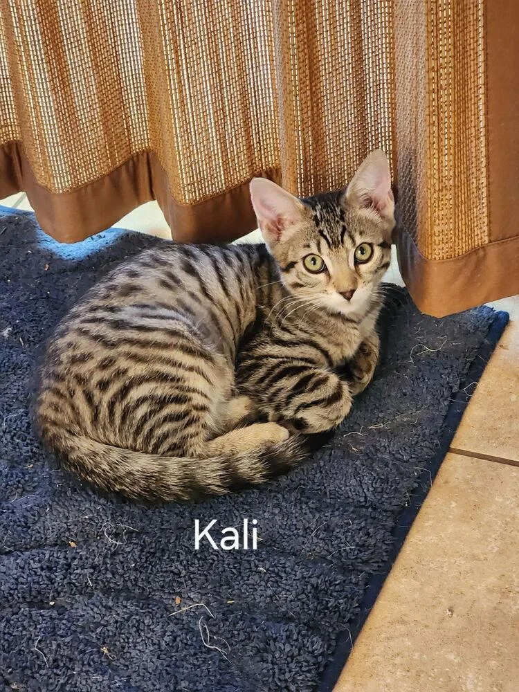 A baby small-sized male Tabby (Brown / Chocolate) Domestic Short Hair cat named Kali for adoption in Lancaster, CA