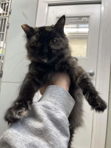 A baby small-sized female Domestic Long Hair cat named Tessa for adoption in Humboldt, IA