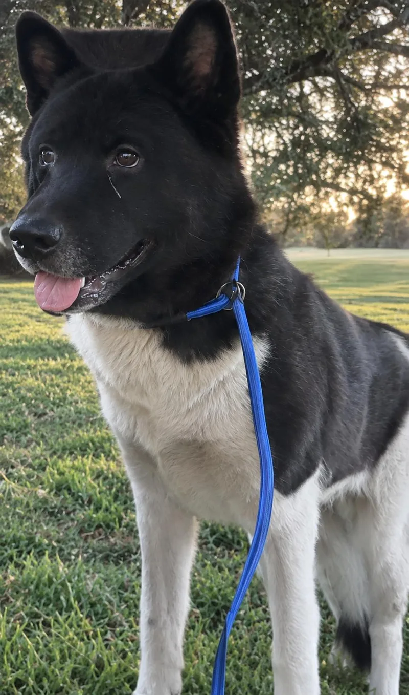 An adult large-sized female Akita dog named Zoey for adoption in Sumter, SC
