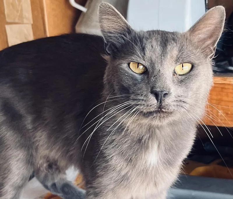 A young medium-sized male Gray / Blue / Silver Domestic Short Hair cat named Fluffy for adoption in North Highlands, CA