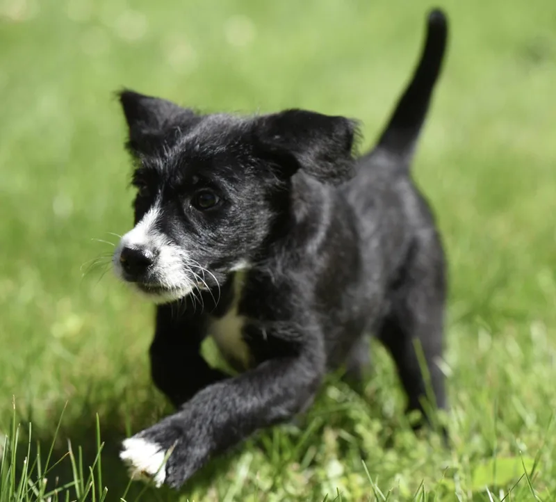 A baby medium-sized male Labrador Retriever dog named Magnus for adoption in Mechanicsburg, PA