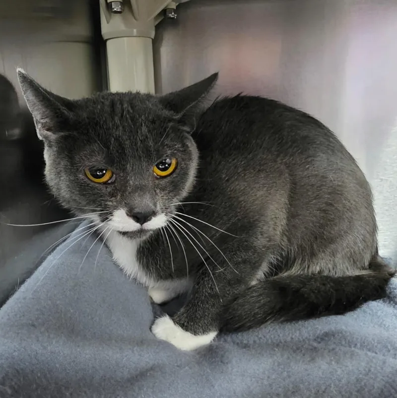 A young medium-sized female Domestic Short Hair cat named Cindy for adoption in Wintersville, OH