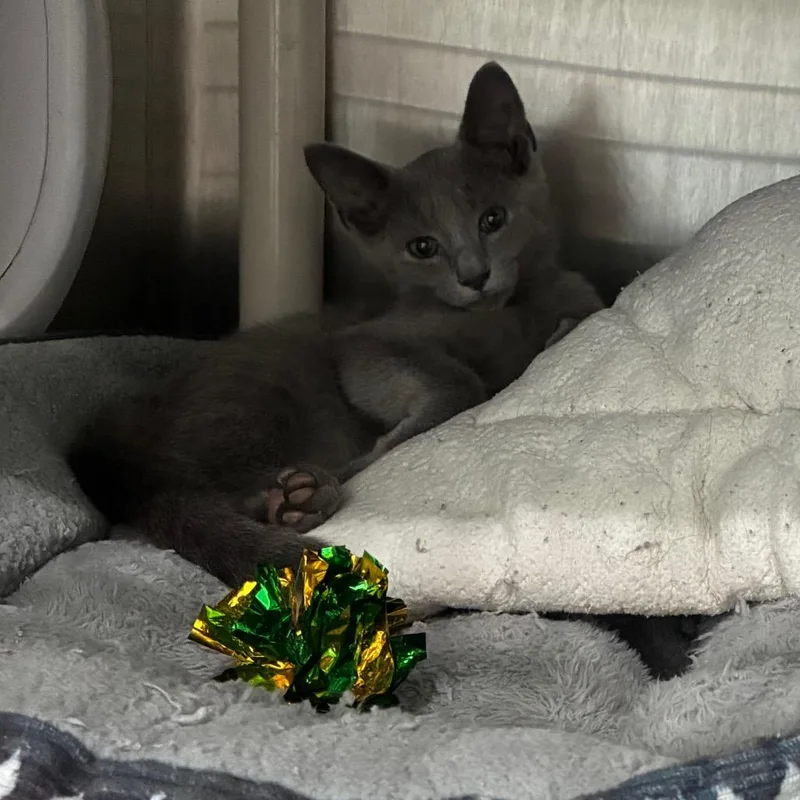 A baby small-sized male Gray / Blue / Silver Domestic Short Hair cat named Christopher Clawford for adoption in Richmond Hill, GA