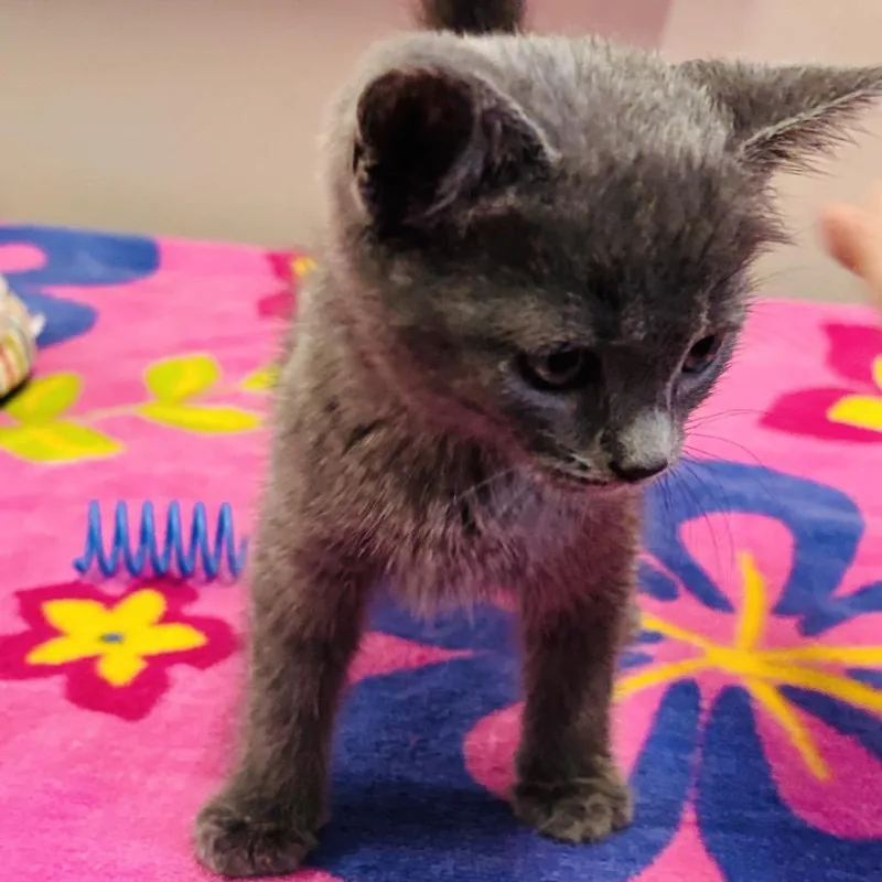 A baby small-sized female Gray / Blue / Silver Domestic Short Hair cat named Farrah for adoption in Mocksville, NC