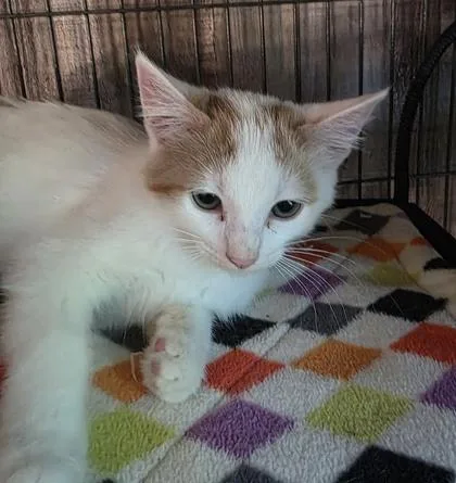 A baby small-sized female Domestic Medium Hair cat named Evangeline for adoption in Verona, WI