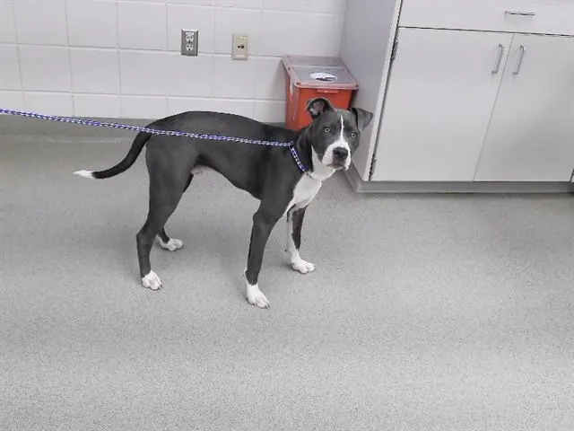 A young small-sized male Boxer dog named Spike for adoption in Omaha, NE